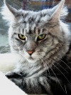фото Мейн-кун     White Lynx