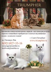  Triumpher. ���������� �����   