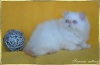 фото Гималайская питомник кошек Sirenia