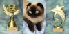 фото Сибирская кошка Британская кошка   питомник кошек Запорожская областная Общественная Организация "Фелинологический Центр Фаворит"