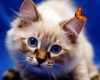 фото Сибирская питомник кошек Heavenly Bounty