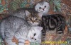 фото Британская питомник кошек CossakCats