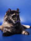 фото Шотландская вислоухая Экзотическая кошка   питомник кошек Exclusive Cats