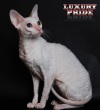 фото  питомник кошек Luxury Pride