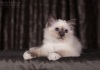 фото Cвященная бирма питомник кошек Neige de Saphir (Gentlecat)