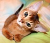 фото Абиссинская кошка питомник кошек Emmanuelle