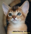 абиссинских кошек Amberberry. Абиссинская кошка