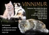  VINNIMUR. ��������� ����� ����  
