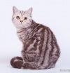 фото Британская питомник кошек "Galion"