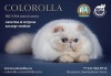     COLOROLLA