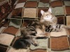 фото Сибирская питомник кошек Серенький бочок