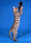 фото Бенгальская кошка    питомник кошек Украинский питомник бенгальских кошек LuxuryCat