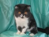  MOON BEAST CATTERY PERSIAN &EXOTIC.    