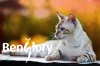 фото Бенгальская кошка питомник кошек Benglory