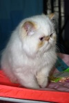 фото Ориентальная кошка Сиамская кошка Восточная короткошерстная  питомник кошек Иринины грёзы
