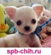  ����� �������� �� spb-chih.ru.. ��������
