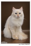 фото Невская маскарадная питомник кошек Pear Fire *RUS