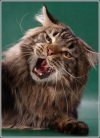 фото Шотландская вислоухая Скотиш страйт Скотиш фолд питомник кошек Respect Cat