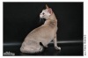 фото Сингапура питомник кошек AMARYLLIS Rus