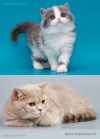   ,  ,  ,  ,         Kuguarlend