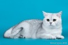 фото Британская кошка питомник кошек Веласкес