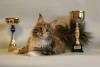 фото Абисинская кошка, Сомали, Канадские сфинксы, Скоттиш фолд, Британская, Рэг Долл питомник кошек ANGELKOSH