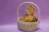 фото Абиссинская кошка питомник кошек Мармелад