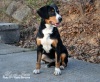 ���� ���������� ���������� �������� ����� Entlebucher Magic Force