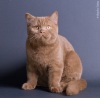 фото Британская кошка    питомник кошек LA MURR CAT