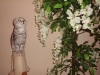 фото Абиссинская кошка Корниш рекс Скотиш фолд  питомник кошек Киттистар