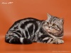 фото Британская кошка    питомник кошек Anima Art - питомник британских кошек