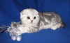 фото Шиншилла питомник кошек whiskeredmittens.narod.ru