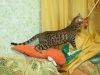 фото Сомалийская питомник кошек SNOWGOLD