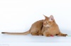 фото Скотиш фолд Британская кошка Скотиш страйт  питомник кошек Nerkes