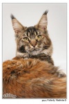  Caressa Maine Coon. ����-���   