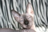 фото Донской сфинкс    питомник кошек Каста
