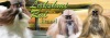 ���� ��-��� �������� ����� Lakshmi Ral kennel shih-tzu