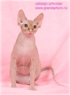  GRAND SPHYNX �������� ��������� ��������. ��������� ������