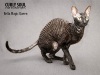   Curly Soul -    - (Cornish-Rex, CRX), ..  