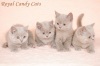  Royal Candy Cats. ���������� �����