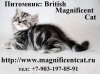  British Magnificent Cat. ���������� �����   