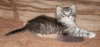 фото Донской сфинкс питомник кошек Мэйн-куны в Иванво