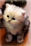 фото Турецкая ангорская    питомник кошек Добрые, красивые, ласковые котятки.  Питомник кошек "SILVER SHARM"