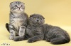 фото Британская Скотиш фолд   питомник кошек Уральский Сувенир