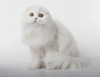 фото Британская Скотиш фолд   питомник кошек Mio Mio
