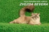фото Сибирская кошка питомник кошек Zvezda Severa