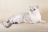 фото Британская кошка    питомник кошек Island Richmond