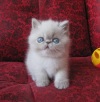 фото Британская кошка    питомник кошек ТИГРИС АМИГО