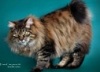фото Курильский бобтейл Бенгальская кошка   питомник кошек LYNX STANDART