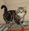 фото Британская кошка питомник кошек Honey Smile